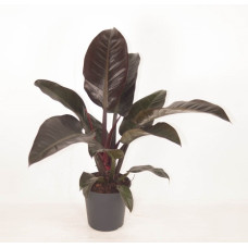 19cm Philodendron Imperial Red