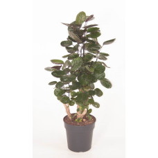 24cm Polyscias Fabian