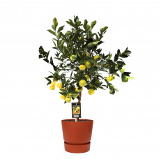 Citrus Pursha in ELHO outdoor sierpot Greenville Rond (brique) 