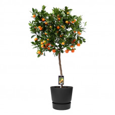 Citrus Calamondin in ELHO outdoor sierpot Greenville Rond (zwart)