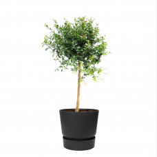 Citrus Australasica in ELHO outdoor sierpot Greenville Rond (zwart)