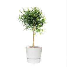 Citrus Australasica in ELHO outdoor sierpot Greenville Rond (wit)