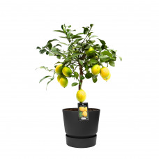 Citrus Meyer in ELHO outdoor sierpot Greenville Rond (zwart)