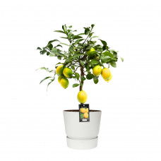 Citrus Meyer in ELHO outdoor sierpot Greenville Rond (wit)