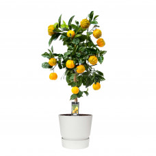 Citrus Canaliculata in ELHO outdoor sierpot Greenville Rond (wit)