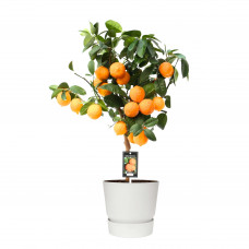 Citrus Red Lime op stam in ELHO outdoor sierpot Greenville Rond (wit)