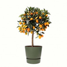 Citrus Kumquat in ELHO outdoor sierpot Greenville Rond (groen)