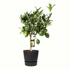 Citrus Green Lime in ELHO outdoor sierpot Greenville Rond (zwart)