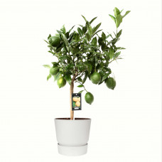 Citrus Green Lime in ELHO outdoor sierpot Greenville Rond (wit)