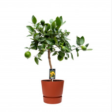 Citrus Lime in ELHO outdoor sierpot Greenville Rond (brique)