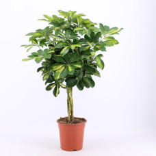 19cm Schefflera arboricola Gold Capella