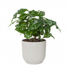 Koffieplant (‘Coffea Arabica’) in ELHO Vibes Fold sierpot (zijdewit)