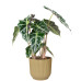 Alocasia Polly in ELHO Vibes Fold sierpot (botergeel)