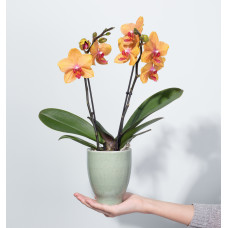 9cm Kolibri Orchids phalaenopsis Jewel Dubrovnick 2 spike