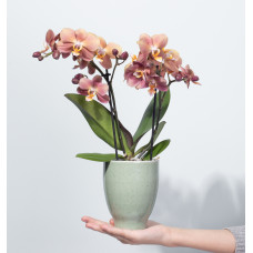 9cm Kolibri Orchids Phalaenopsis jewel Monaco 2 spike