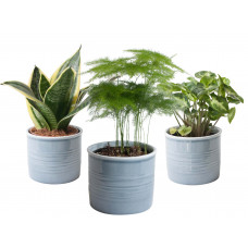 Trio miniplanten in Laos keramiek (blauw) 