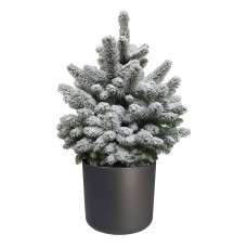 Picea Sneeuw  in ELHO b.for soft rond sierpot (antraciet)