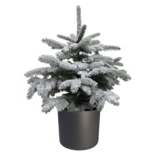 Picea sneeuw in ELHO b.for soft rond sierpot (antraciet)