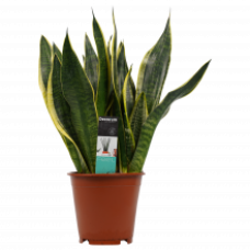 Decorum Sansevieria Superba