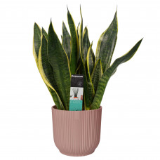 Decorum Sansevieria Superba in ELHO Vibes Fold sierpot (delicaat roze)