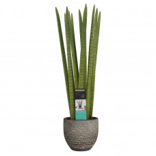 Decorum Sansevieria Cylindrica straight in Mica sierpot Carrie (donkergrijs)