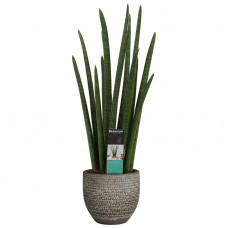 Decorum Sansevieria Cylindrica rocket in Mica sierpot Carrie (donkergrijs)