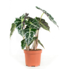 12cm Alocasia Polly