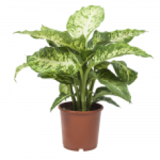 17cm Dieffenbachia Mars