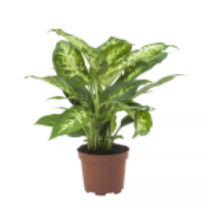 12cm Dieffenbachia Compacta