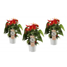 Trio Anthurium 