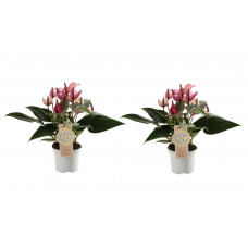 Duo Anthurium Zizou