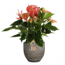 Anthurium Livium Red in Mica sierpot Carrie (donkergrijs)