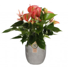 Anthurium Livium Red in Mica sierpot Jimmy (lichtgrijs)