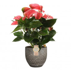 Anthurium 