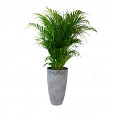 Goudpalm in grijze sierpot (vaas Nova concrete)