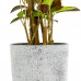 Croton Mrs Iceton  in grijze sierpot (vaas Nova concrete)