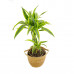 Dracaena deremensis Lemon Lime in handgevlochten sierpot Nelis (naturel)