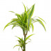 Dracaena deremensis Lemon Lime in handgevlochten sierpot Nelis (naturel)