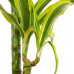 Dracaena deremensis Lemon Lime in handgevlochten sierpot Nelis (naturel)