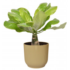 Brighamia insignis ‘Hawaii Palm’  in ELHO ® Vibes Fold Rond (botergeel)