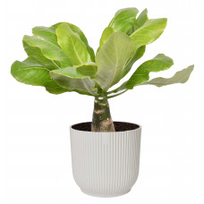 Brighamia insignis ‘Hawaii Palm’  in ELHO ® Vibes Fold Rond (zijdewit)