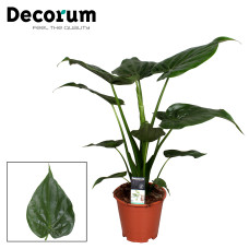 19cm Alocasia Cucullata 19cm Alocasia Cucullata