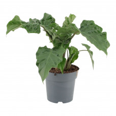 Alocasia Low Rider