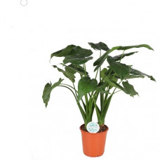 Alocasia Cucullata