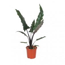 Alocasia Lauterbachiana