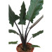 Alocasia Lauterbachiana