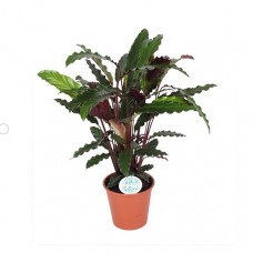 Calathea Rufibarba