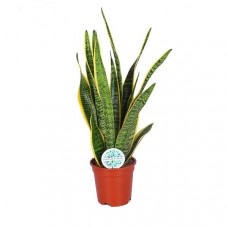 Sansevieria Laurentii