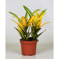 12cm Croton Sunny Star