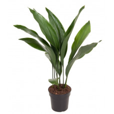 Aspidistra Elatior